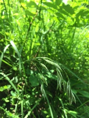 Bromus kalmii