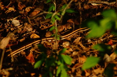 Salvadora lemniscata