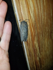 Gloveria arizonensis