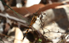 Orthetrum boumiera