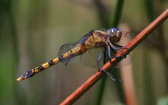 Orthetrum boumiera