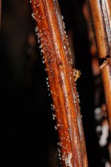 Hispidula dicksoniae