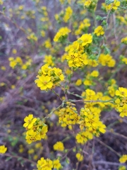 Deinandra