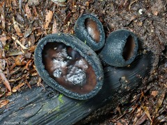 Urnula