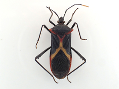 Leptoscelis conspicuus