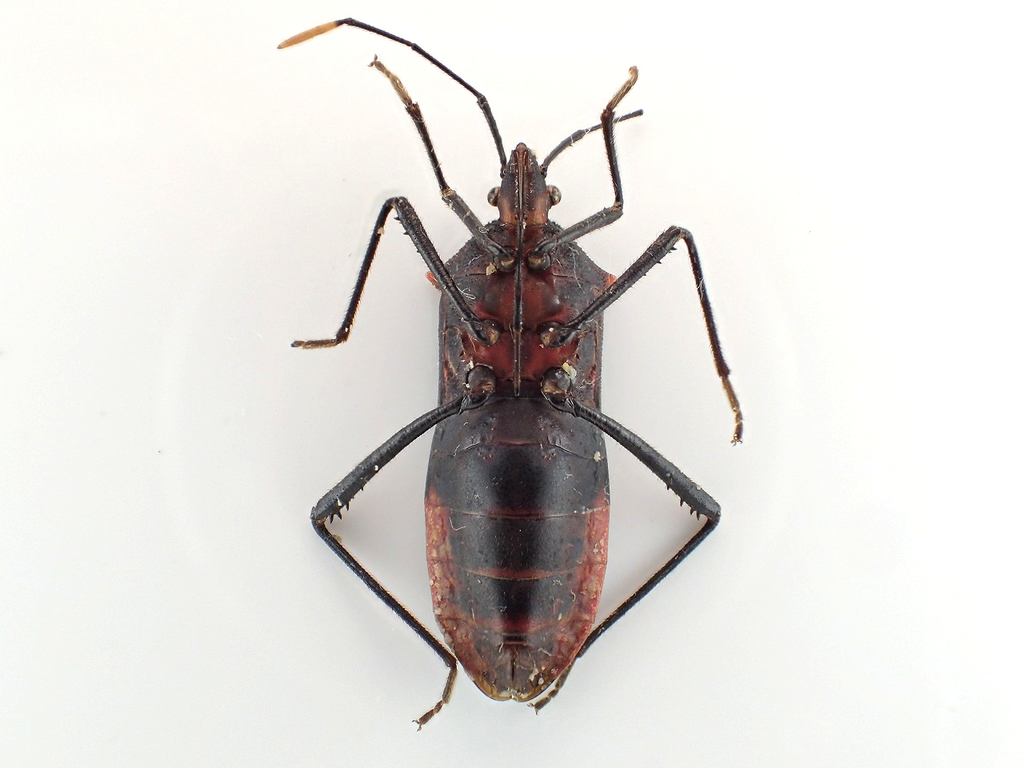Leptoscelis conspicuus