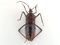 Leptoscelis conspicuus