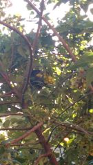 Atlapetes pallidinucha