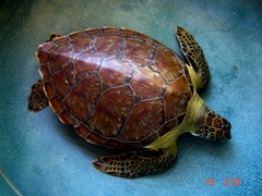 Chelonia mydas