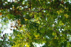 Libidibia sclerocarpa