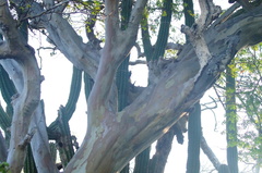 Libidibia sclerocarpa