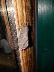 Gloveria arizonensis