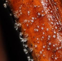 Hispidula dicksoniae