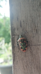 Tetrarthria variegata