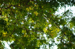 Libidibia sclerocarpa