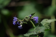 Aristeguietia lamiifolia