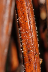 Hispidula dicksoniae