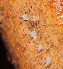 Hispidula dicksoniae