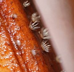 Hispidula dicksoniae