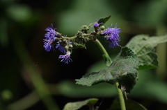 Aristeguietia lamiifolia