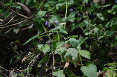 Aristeguietia lamiifolia