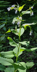 Mertensia paniculata