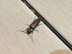 Ignelater havaniensis