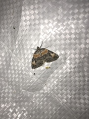 Dysstroma hersiliata