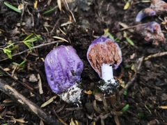Cortinarius coneae