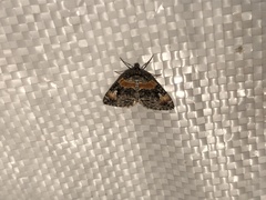 Dysstroma hersiliata