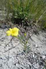 Linum ucranicum