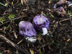 Cortinarius coneae