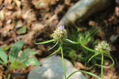 Phyteuma scheuchzeri