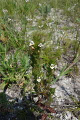 Euphrasia pectinata