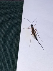 Poemeniinae