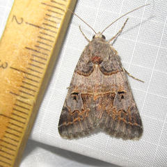 Drasteria ingeniculata