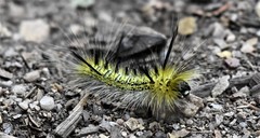 Lophocampa mixta