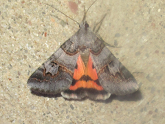 Drasteria ingeniculata