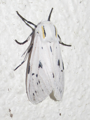 Ectypia bivittata
