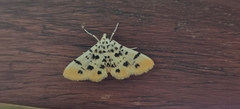 Pycnarmon alboflavalis