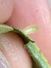 Caryomyia urnula