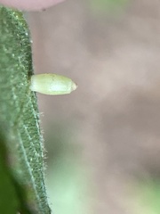 Caryomyia urnula