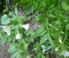 Polemonium carneum