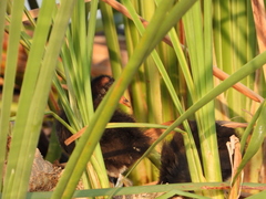 Gallinula galeata