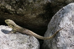 Stenocercus crassicaudatus