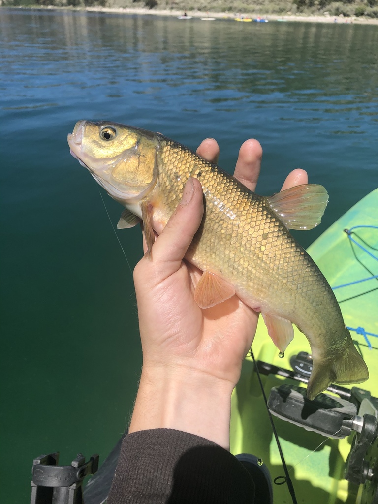 Tui Chub