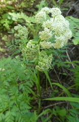 Ligusticum