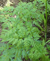 Ligusticum