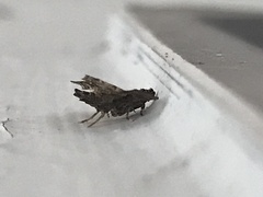 Sufetula