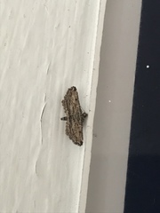 Sufetula